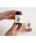 Hands presenting Red Pine Needle Oil Capsules bottle with packaging in the background. Vegan gel caps for detox and aging support.